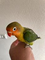 Super Lieve Gezonde en Hand Tamme Agapornis, Dieren en Toebehoren, Meerdere dieren, Dwergpapegaai of Agapornis, Tam