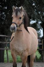 **MOOIE & LIEVE 3.5 JARIGE FJORDEN RUIN**, Dieren en Toebehoren, Gechipt, Ruin, 3 tot 6 jaar, Onbeleerd