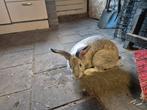 Vlaamse reus, Dieren en Toebehoren, Konijnen, Mannelijk, Groot, 0 tot 2 jaar