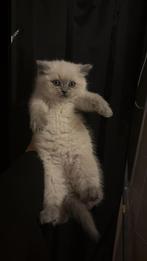 Britse kortharen, Dieren en Toebehoren, Katten en Kittens | Raskatten | Langhaar, Kater