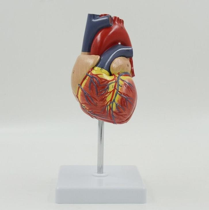 Hart Menselijk Anatomie Model / School Orgaan Medisch, Diversen, Schoolbenodigdheden, Nieuw, Verzenden