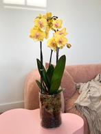 Luxury Yellow Orchid in Glass Vase. Triple Flower Spike, Ophalen of Verzenden, Nieuw
