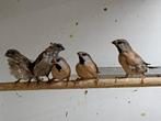 3 splitsstaartamadines en 2 Japanse meeuwen, Dieren en Toebehoren, Meerdere dieren, Tropenvogel