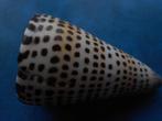 Schelpen: Conus litteratus L. gem 87,5mm, Verzamelen, Mineralen en Fossielen, Verzenden, Schelp(en)