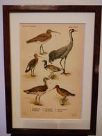 Litho Floericke Grutto Kraanvogel Regenwulp Trap 1922, Antiek en Kunst, Ophalen of Verzenden