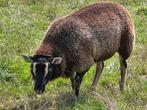 10 stamboek dassenkop ooien te koop, Dieren en Toebehoren, Schapen, Geiten en Varkens, Meerdere dieren, Schaap