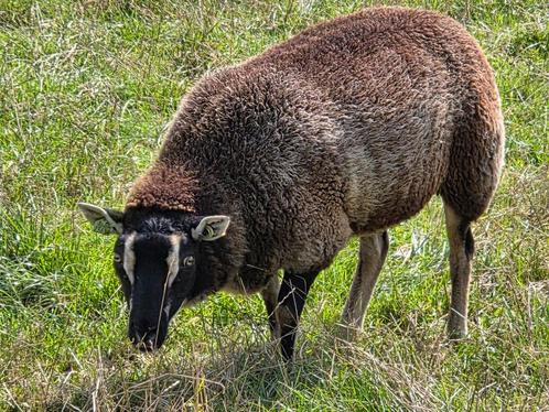 10 stamboek dassenkop ooien te koop, Dieren en Toebehoren, Schapen, Geiten en Varkens, Schaap, Meerdere dieren