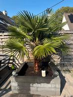Palmboom, Ophalen of Verzenden, Gehele jaar, Volle zon, Zaad