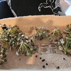 Knoflook bieslook 20 zaden,(chinese bieslook),winterhard, Tuin en Terras, Bloembollen en Zaden, Verzenden, Volle zon