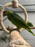 2-2 Split lutino Geelwang amazones, Meerdere dieren, Parkiet, Geringd