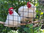 Kippenopvang zoekt goede plek voor deze leuke krielhaantjes!, Mannelijk, Kip