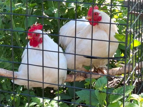 Kippenopvang zoekt goede plek voor deze leuke krielhaantjes!, Dieren en Toebehoren, Pluimvee, Kip, Mannelijk