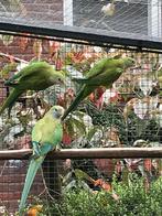 Barraband parkieten te koop, Dieren en Toebehoren, Vogels | Parkieten en Papegaaien, Parkiet, Vrouwelijk, Geringd