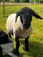 Suffolk ram, Dieren en Toebehoren, Schapen, Geiten en Varkens, Mannelijk, Schaap, 0 tot 2 jaar