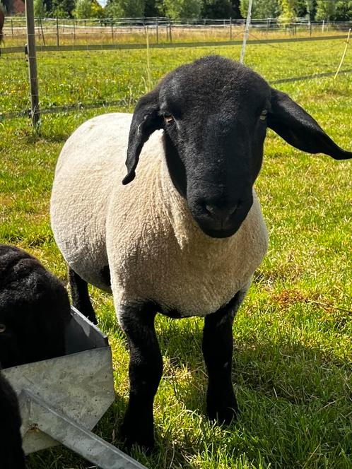 Suffolk ram, Dieren en Toebehoren, Schapen, Geiten en Varkens, Schaap, Mannelijk, 0 tot 2 jaar