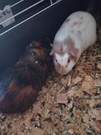 Cavia's, Dieren en Toebehoren, Knaagdieren, Cavia, Juni, Mannelijk, Tam