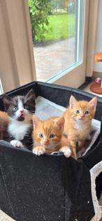Super mooie lieve kittens te koop, Dieren en Toebehoren, Katten en Kittens | Overige Katten, Meerdere dieren