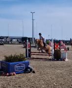 Zeer lieve werkwillige sport pony, Dieren en Toebehoren, Pony's, Ruin, M, Springpony, 3 tot 6 jaar