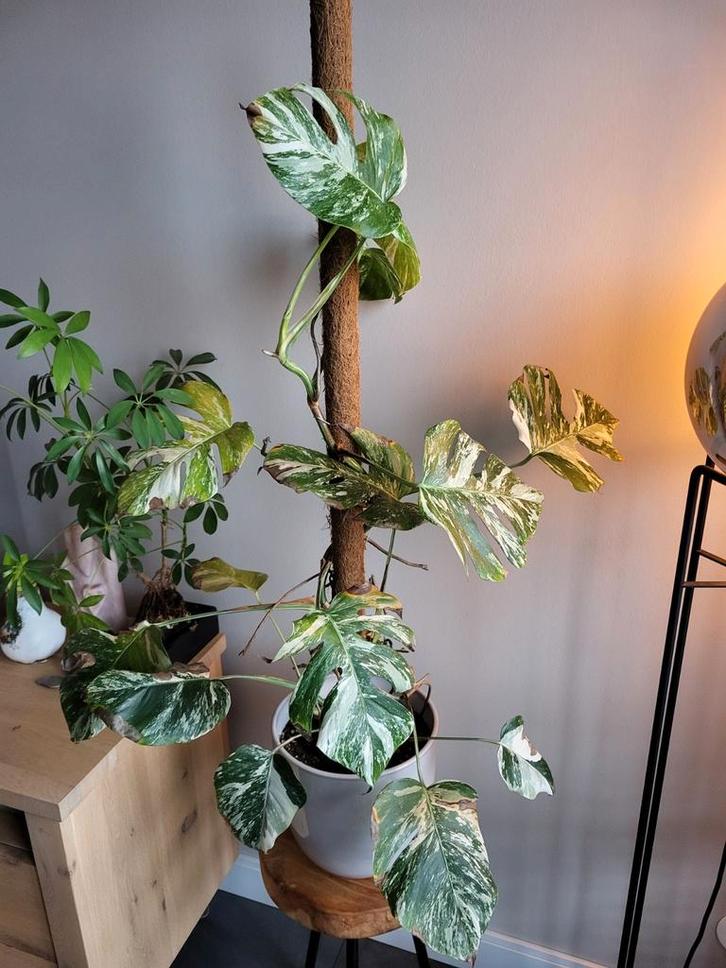 Monstera Variata - 1 moederplant en 1 kortere stek in pot, Tuin en Terras, Planten | Tuinplanten, Overige soorten, Volle zon, Ophalen