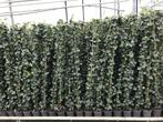 Hedera, Tuin en Terras, Vaste plant, Ophalen of Verzenden, Bloeit niet, Halfschaduw