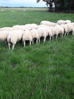 Texelaar stamboek ramlammeren, Dieren en Toebehoren, Mannelijk, Schaap, 0 tot 2 jaar