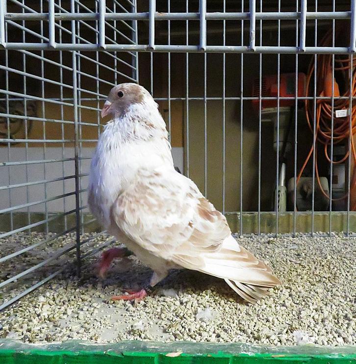 Zeldzaam ras: Tiro y Emperche, Dieren en Toebehoren, Vogels | Duiven, Kropper, Mannelijk