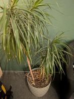 Dracaena marginata (drakenbloedboom) incl. grote pot, Huis en Inrichting, Kamerplanten, Ophalen, Overige soorten, Halfschaduw