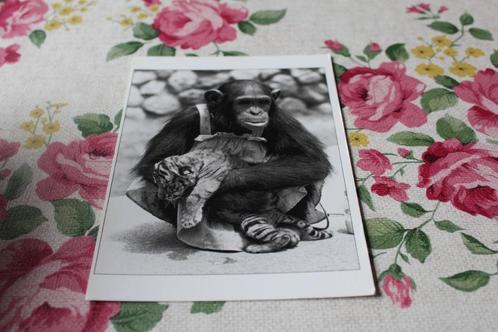 Z/w Postkaart - Tijger Welp en Chimpansee Aap, Roofkatten, Verzamelen, Ansichtkaarten | Dieren, Ongelopen, 1980 tot heden, Wild dier
