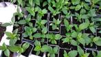 Surinaamse Bitawirie plantjes 3,50 per stuk., Tuin en Terras, Zomer, Ophalen, Groenteplanten, Eenjarig