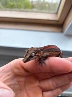 Red stripe gargoyle gekko, Dieren en Toebehoren, Reptielen en Amfibieën, 0 tot 2 jaar, Hagedis