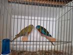 Roodbuik turquoisine parkieten, Dieren en Toebehoren, Meerdere dieren, Parkiet, Geringd