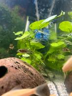 Corydora pygmaues, Dieren en Toebehoren, Vissen | Aquariumvissen, Vis