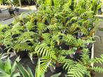 Prachtig assortiment Boomvarens - Dicksonia Antarctica, Tuin en Terras, Planten | Tuinplanten, Ophalen, Vaste plant, Varens, Bloeit niet