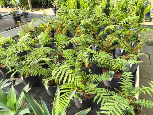 Prachtig assortiment Boomvarens - Dicksonia Antarctica, Tuin en Terras, Planten | Tuinplanten, Vaste plant, Varens, Halfschaduw