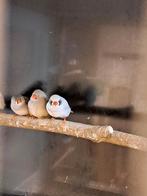 Maskergrijs zwartwang koppel zebravinken, Meerdere dieren, Geringd