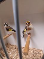 Mooi koppel majoor putters, Dieren en Toebehoren, Vogels | Overige Vogels, Meerdere dieren, Wildzangvogel, Geringd