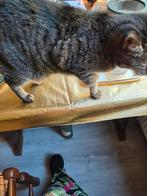 Nieuw huisje gezocht voor Roel en Sheeta, Dieren en Toebehoren, Vermiste en Gevonden Dieren