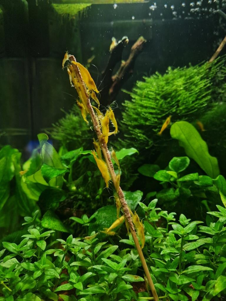💛🦐 Neocaridina Yellow Backstripe 🦐💛, Dieren en Toebehoren, Vissen | Aquariumvissen, Kreeft, Krab of Garnaal