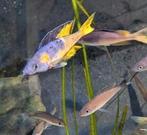 Cyprichromis Leptosoma Rainbow Cape Tembwe - Tanganyika, Dieren en Toebehoren, Vissen | Aquariumvissen, Vis