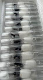 Messor barbarus Verse Queens / mieren ant kolonie, Dieren en Toebehoren