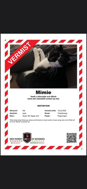 Poes vermist ; mimie beschikbaar voor biedingen