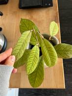 Hoya Meredithii (sp Sabah - 013), Huis en Inrichting, Kamerplanten, Ophalen of Verzenden, Halfschaduw, Minder dan 100 cm