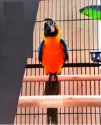 Blauw-Gele Ara met kooi., Dieren en Toebehoren, Vogels | Parkieten en Papegaaien, Mannelijk, Papegaai, Pratend