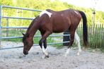2-jarige Pintabian hengst 99% Arabisch, Dieren en Toebehoren, Paarden, Minder dan 160 cm, Gechipt, 0 tot 2 jaar, Hengst