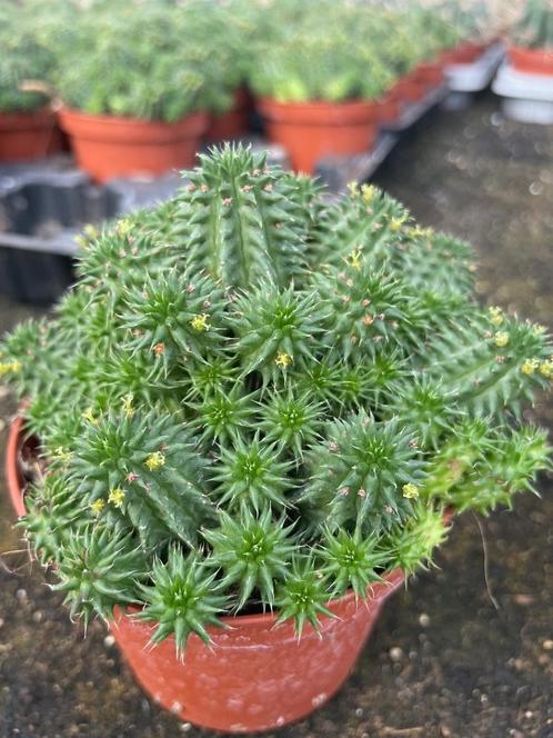 Cactus Euphorbia Suzannae in de potmaat 11cm., Huis en Inrichting, Kamerplanten, Cactus, Minder dan 100 cm, Bloeiende kamerplant