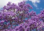 Jacaranda mimosifolia (syn. Jacaranda acutifolia) plantjes, Ophalen of Verzenden, Volle zon, Overige soorten, Minder dan 100 cm