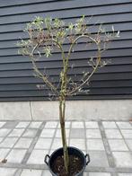 Hartvormige Boom in Pot - 150cm, Bloeit niet, Overige soorten, 100 tot 250 cm, Ophalen