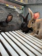 Vleeskonijnen te koop, Dieren en Toebehoren, Konijnen, Groot, 0 tot 2 jaar