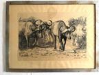 Danelle Mellet - Afrikaanse buffel - Litho, Ingelijst, Ophalen of Verzenden