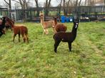 Alpaca hengsten en merries, Augustus